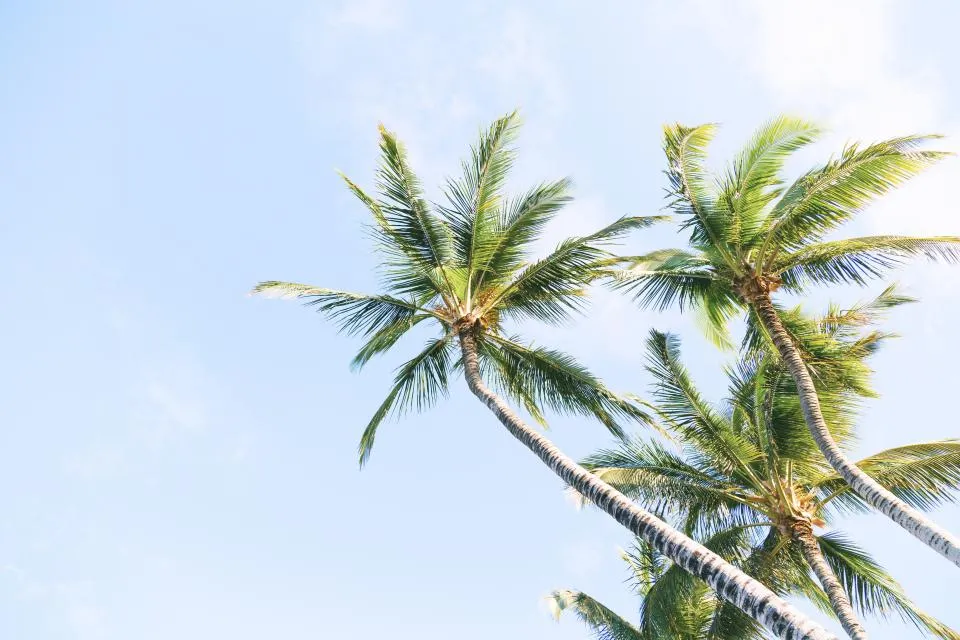 Tall coconut palms leaning against a bright blue sky