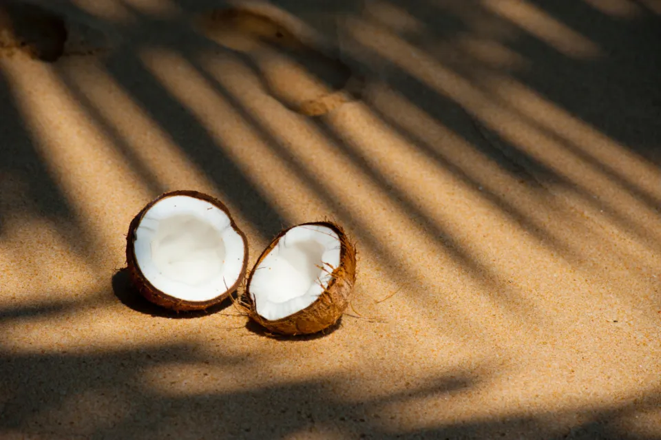Two halves of a split coconut lying on sand in palm shade